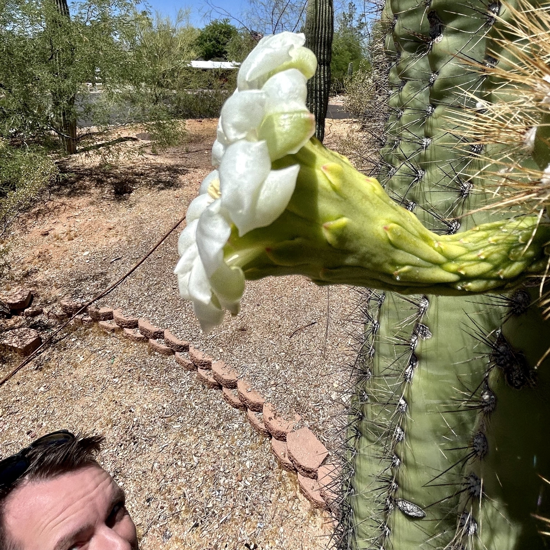 Me looking at a saguaro bloom